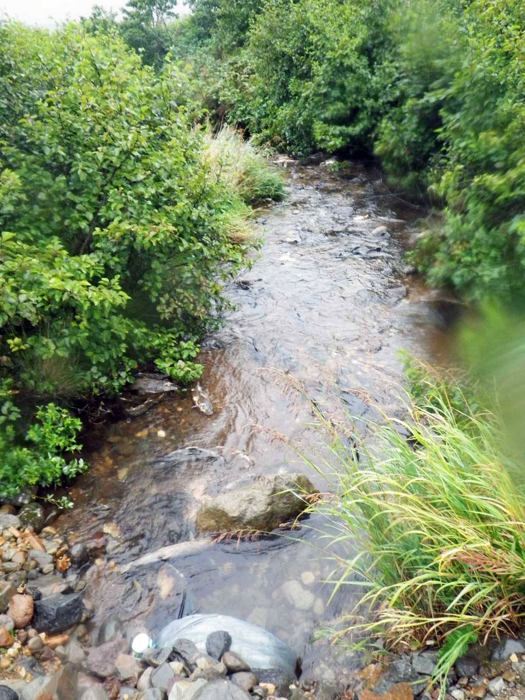 Fish Passage Improvement site 30103445