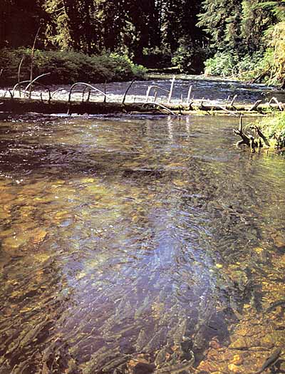 Picture of salmon in a stream