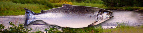Picture of Coho (Silver) Salmon