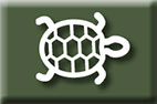 Image of a turtle