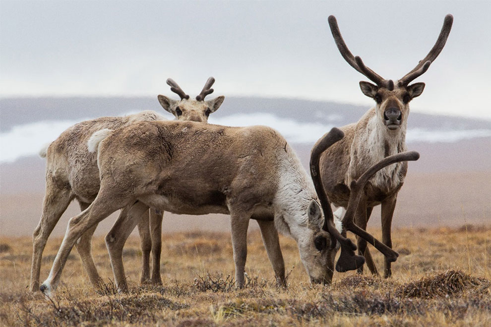 Caribou Sex ID