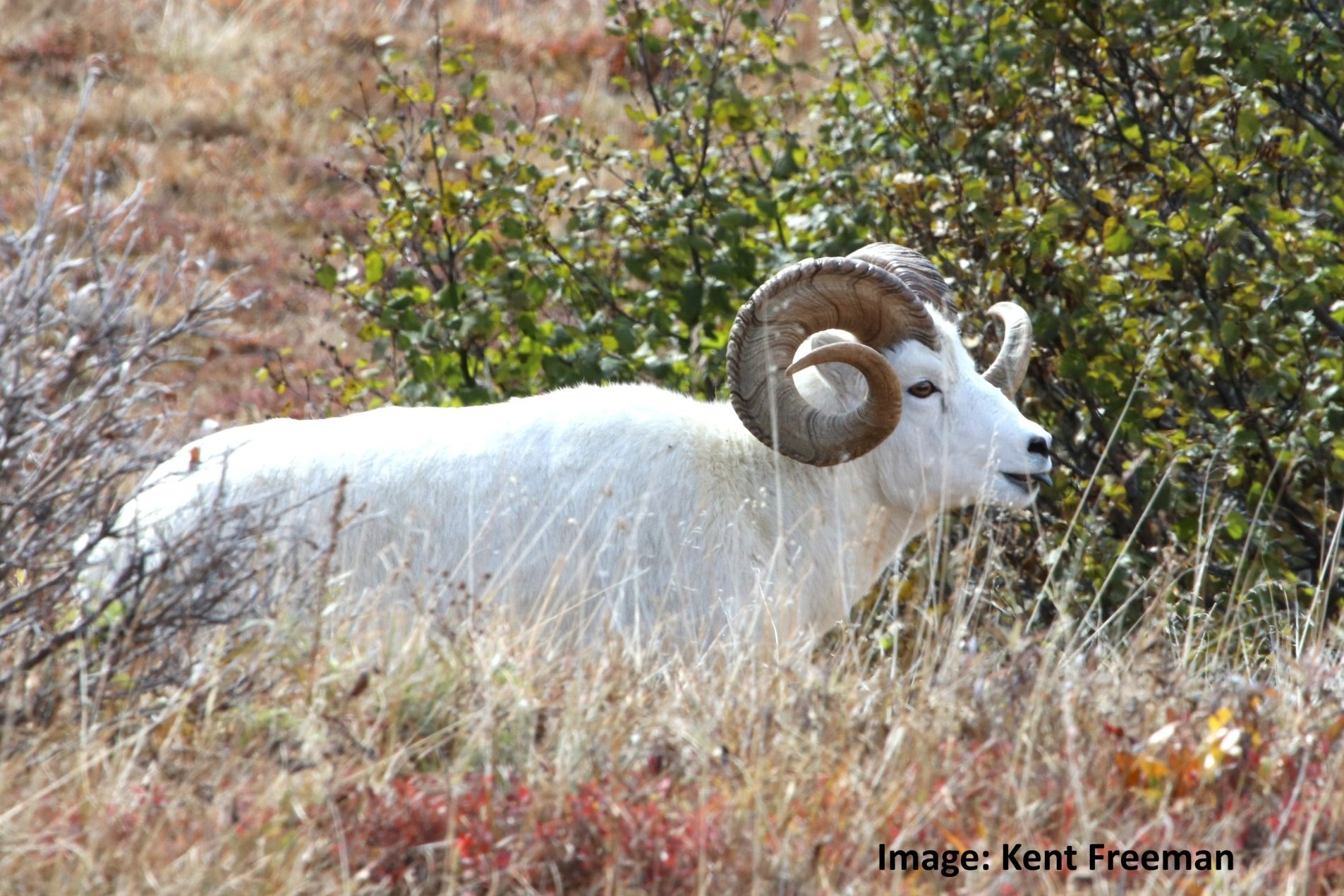 Dall Sheep Full-Curl Identification 