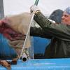 Fish Culturist I, Kurt Schoephorster, sorts Chinook salmon for upcoming eggtake.