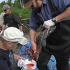 Greg Carpenter opens up a ripe Chinook salmon hen as Jim Novak holds a bucket to collect the eggs.