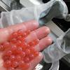 Fish Culturist, Megan McClaren, holds Chinook salmon eyed eggs in her hand. The live eggs are being sorted from dead eggs using a Jensorter Egg Picker.