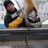 Fish Technician, Frank Woitel, sorts male and female salmon for upcoming eggtake.