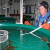 Fish Culturist I, Tim Vangelderen, cleans a tank with Arctic grayling which have just left their incubators.