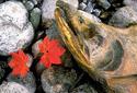 Death — Salmon die shortly after spawning. The carcasses provide food for scavengers and the nutrients released as they decay also nourish vegetative and aquatic life thus providing food back up the food chain.