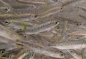 Phase 5 - Smolt — As smolt, the salmon are much larger and faster swimmers than they were as fry. They turn silvery and start their migration to saltwater to feed.