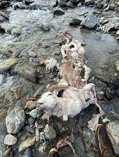 The Dall Sheep carcass with the head neck and collar intact It is common for bears to skin the hide of their prey back as they feed on the meat Mike Taras photo