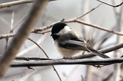 A Blackcapped Chickadee Photo by Arin Underwood