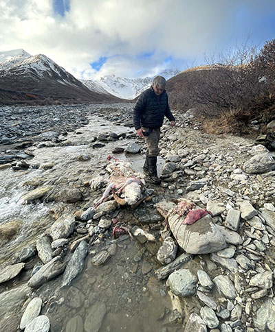 After carefully approaching the kill site Wildlife Biologist Brad Wendling inspects the carcass of the collared Dall sheep ram He has placed a couple remnants of organs on the rock in the foreground Photo by Mike Taras