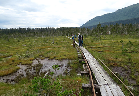 The route of the Oliver Inlet tramway across muskeg looking south at about the halfway point