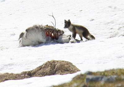 An Arctic Fox scavenges a reindeer Scavengers like eagles chickadees ravens and foxes are exposed to lead and lead poisoning from ammo in carcasses and gut piles Photo by Arin Underwood