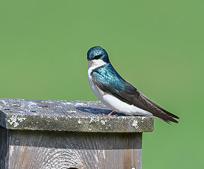 A Tree Swallow on a nest box Photo by Alex Lenaghan