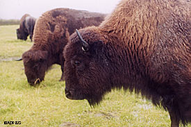 så meget Squeak moden An Alaska Buffalo Hunt, Alaska Department of Fish and Game