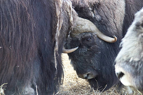 Captive Muskox and Exquisite Qiviut, Alaska Department of Fish and Game