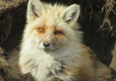 Arctic Fox Species Profile, Alaska Department of Fish and Game