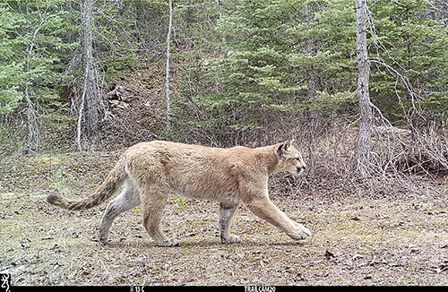 In April 2024 a trail camera in Southern British Columbia captured this picture of a mountain lion Photo courtesy Garth Mowat Wildlife and Biodiversity Branch Ministry of Water Land and Resource Stewardship