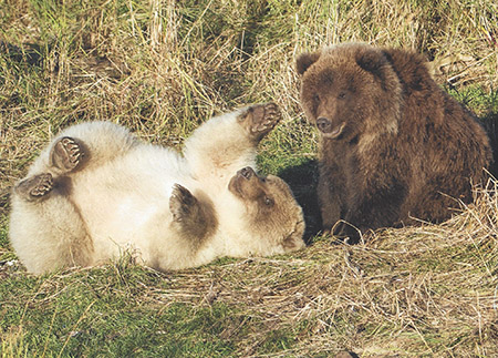 GRIZZLY BEAR definition and meaning