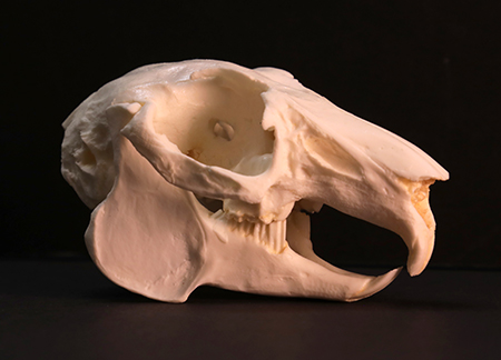 Become a Skull Detective, Alaska Department of Fish and Game