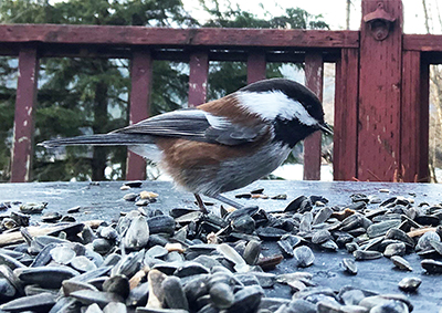 A Chestnutbacked Chickadee found in coastal Alaska