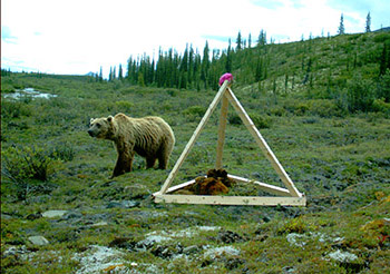 Hair Snares “Trap” Grizzly Bears, Alaska Department of Fish and Game