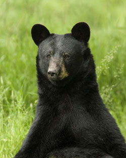 Why Bears?