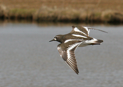 Black Turnstone photo by Tim Bowman