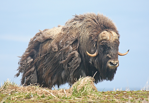 Keeping Nelson Island Muskox Population on Target, Alaska