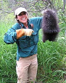 Porcupine Research, Alaska Department of Fish and Game