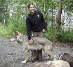 Big Wolves And Ordinary Alaska