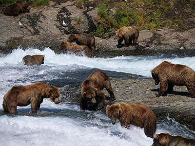 Prepare for the Bear