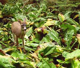 Do Deer Eat Cabbage 