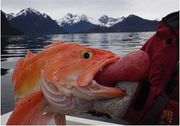 Amazing Rockfish, Alaska Department of Fish and Game