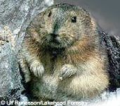 Lemming Suicide Myth, Alaska Department of Fish and Game