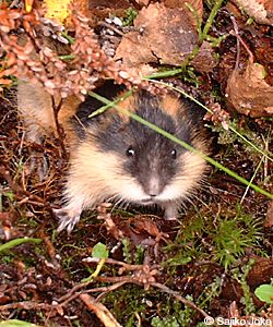 Northern bog lemmings at cliff's edge?