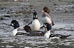 Barrow's goldeneye  Washington Department of Fish & Wildlife