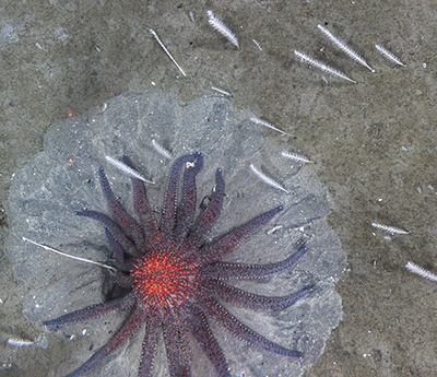 Sunflower Sea Star, Alaska Department of Fish and Game