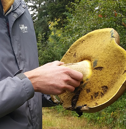 Boletes like this one with visible nibble marks are among the mushrooms popular with rodents and people Spores representing dozens of types of common Alaska mushrooms and truffles were found in the guts of voles