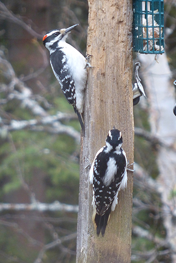 Woodpeckers in Florida 