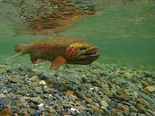 Rainbow Connections, Alaska Department of Fish and Game