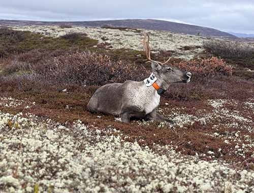 Caribou typically take about three minutes to wake up after sedation Researchers back away from caribou after reversing them but remain close by to monitor them until they are alert enough to stand and move to rejoin the herd