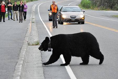 alaska mendenhall bear urban bears