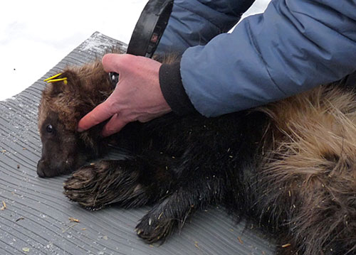 Wolverines: Behind the Myth, Alaska Department of Fish and Game