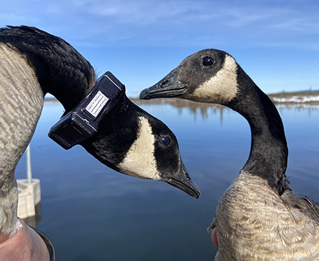 A pair of geese the goose on the left has a solar powered GPS collar