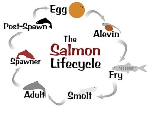 Alaska’s Five Species of Pacific Salmon, Alaska Department of Fish and Game