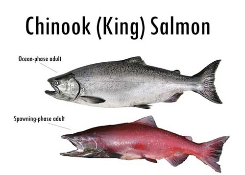 King Salmon, Largest of the Pacific Salmon. Males become bl…