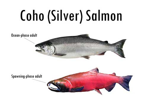 Alaska's Five Species of Pacific Salmon, Alaska Department of Fish and Game