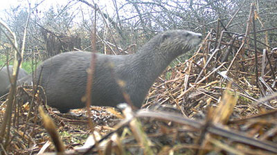 Marten Live Trap, also suitable for catching raccons, cats & nutria